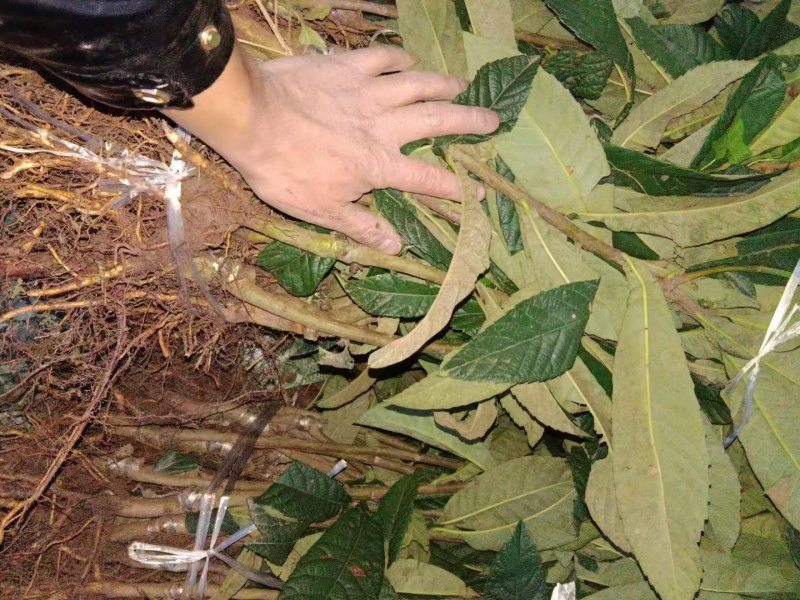 红肉枇杷苗产地一手货源，规格齐全成活率高，可视频看货