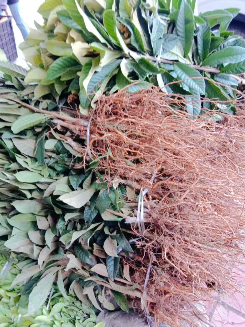 红肉枇杷苗产地一手货源，规格齐全成活率高，可视频看货