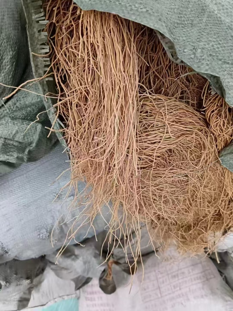 白薇水洗干货基地直发品质保障量大优惠对接全国