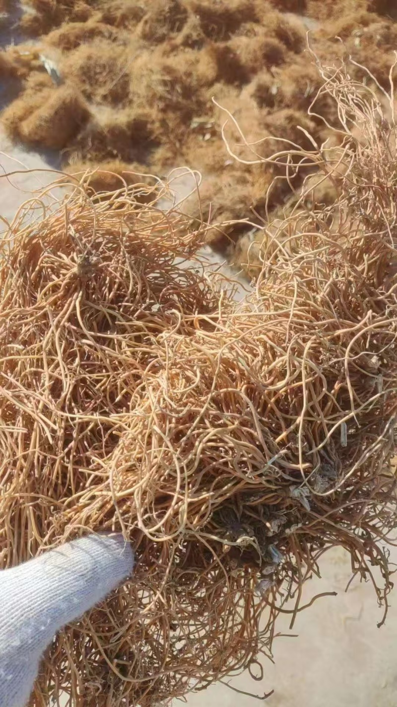 白薇水洗干货基地直发品质保障量大优惠对接全国