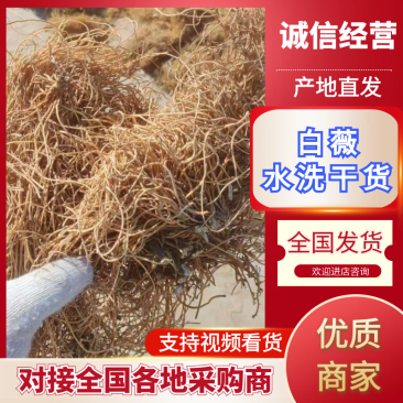 白薇水洗干货基地直发品质保障量大优惠对接全国