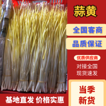 河北蒜黄优质蒜黄基地直发常年供应货源充足可视频