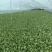 上海青山东产区直发保质保量供货对接全国电商商超