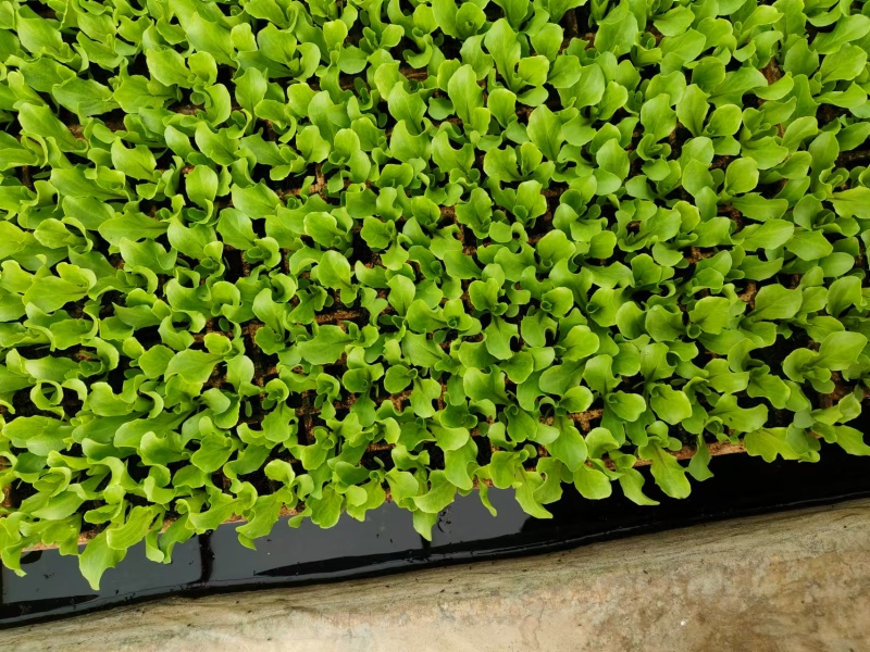 意大利生菜苗菜型好现挖现发存活率高可提供种植技术