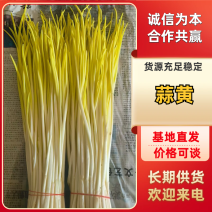 精品蒜黄唐山蒜黄常年供应对接全国市场电商商超