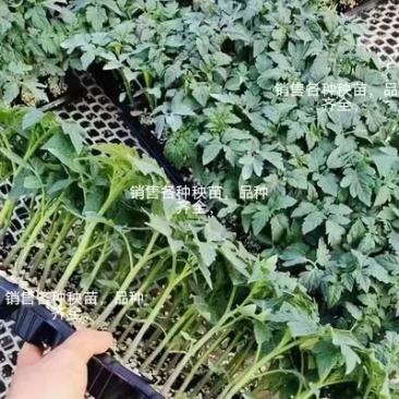 【番茄苗】基地实力出货诚信经营，客户至上！支持视频看货
