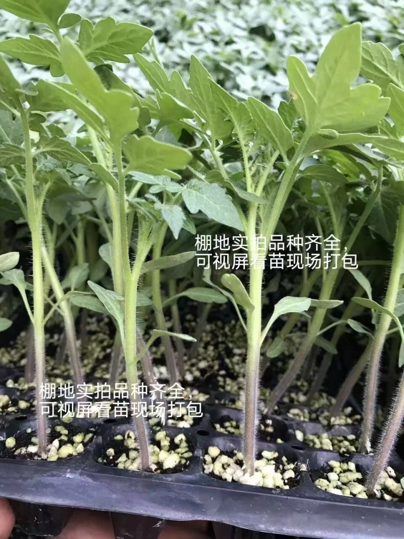 【番茄苗】基地实力出货诚信经营，客户至上！支持视频看货