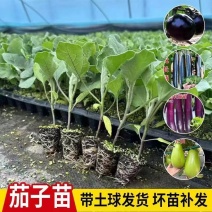 茄子苗【长茄苗】保成活，专业售后，可发往全国市场！