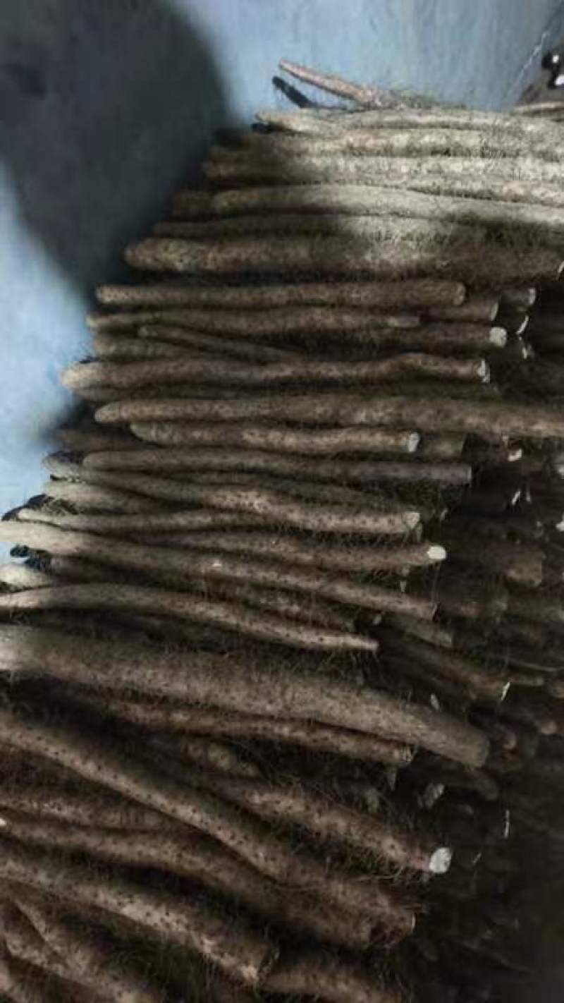 毛山药山西山药产地一手货源品质保障量大优惠