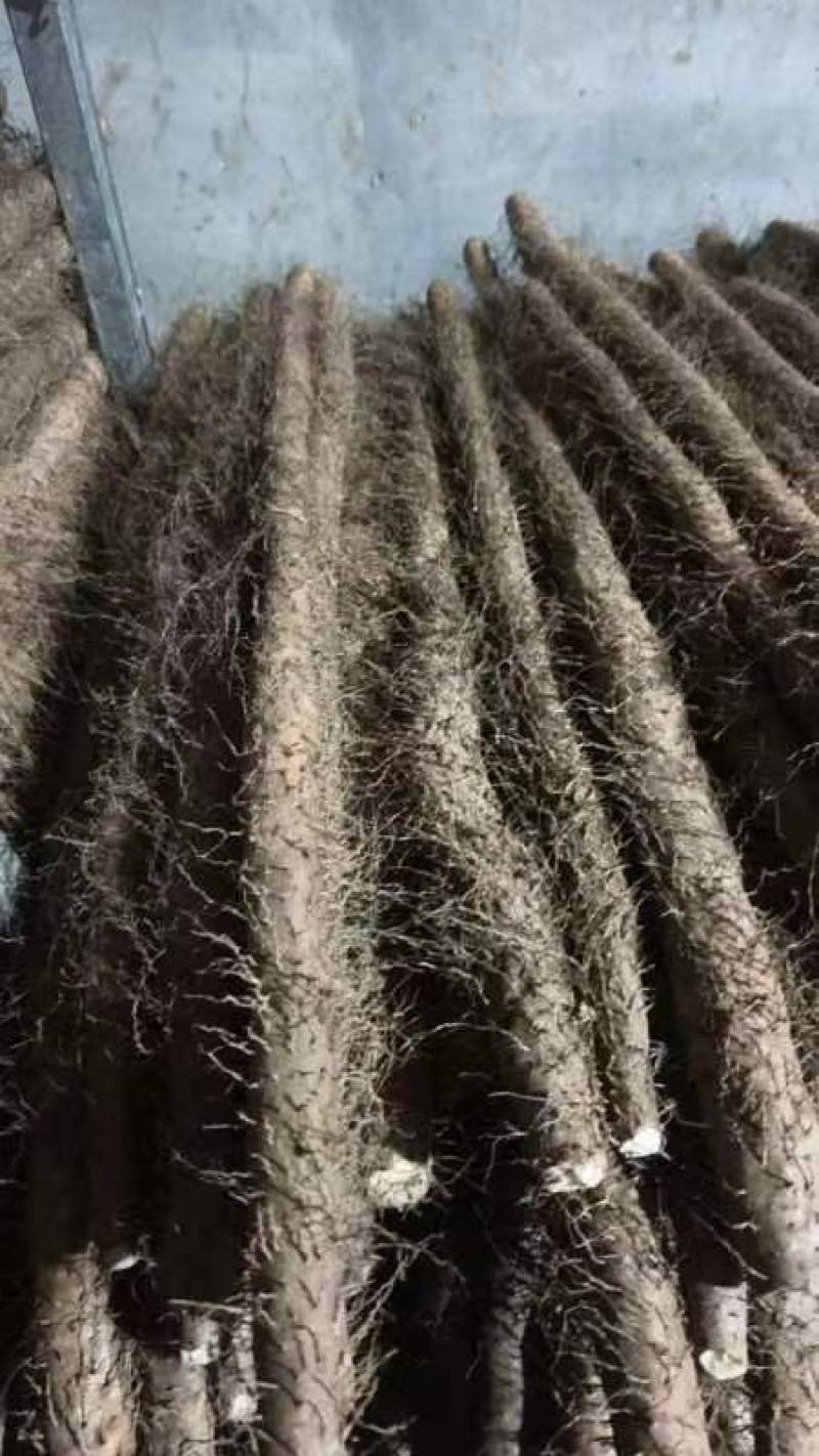 毛山药山西山药产地一手货源品质保障量大优惠