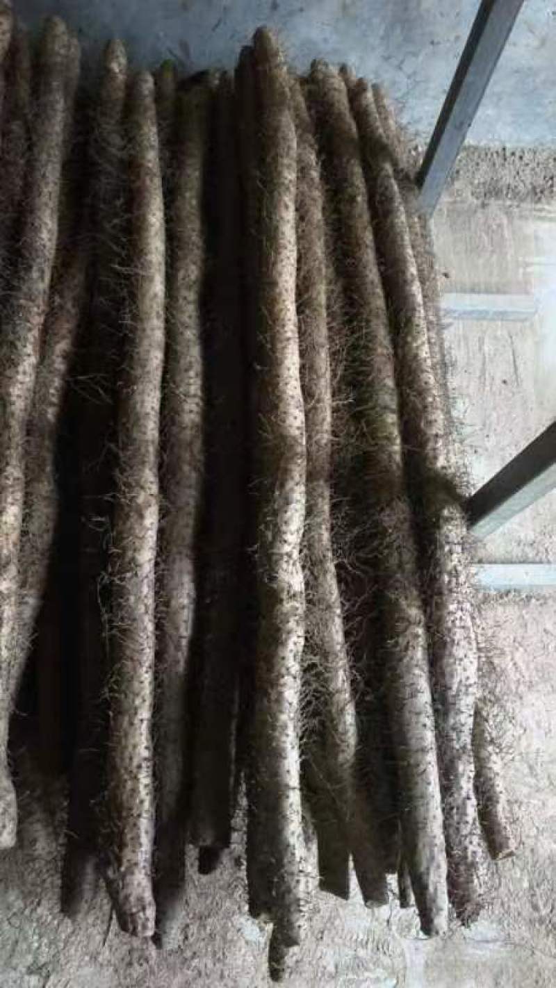 毛山药山西山药产地一手货源品质保障量大优惠