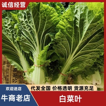 白菜叶大量有货保质保量产地直发欢迎来电沟通