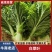 白菜叶大量有货保质保量产地直发欢迎来电沟通
