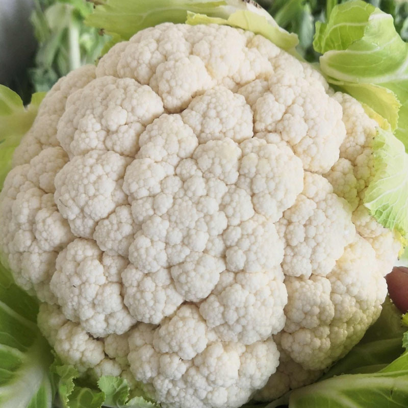松花菜种子台湾力禾种苗雪丰80天花椰菜春秋种植