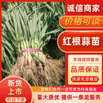 2026年徐州红根蒜苗，大量上市，直发全国各大商超平