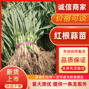 2026年徐州红根蒜苗，大量上市，直发全国各大商超平