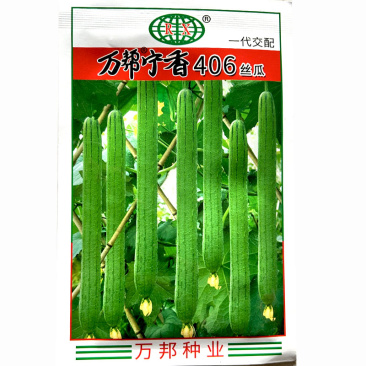 丝瓜种子长万帮宁香406丝瓜种子长香丝瓜春秋棚露地种