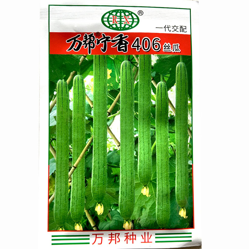 丝瓜种子长万帮宁香406丝瓜种子长香丝瓜春秋棚露地种