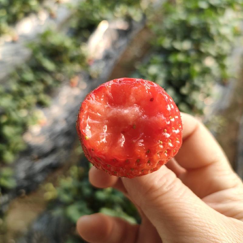 {诚信商家}久久草莓甜果，产地鲜货直发，量大价优