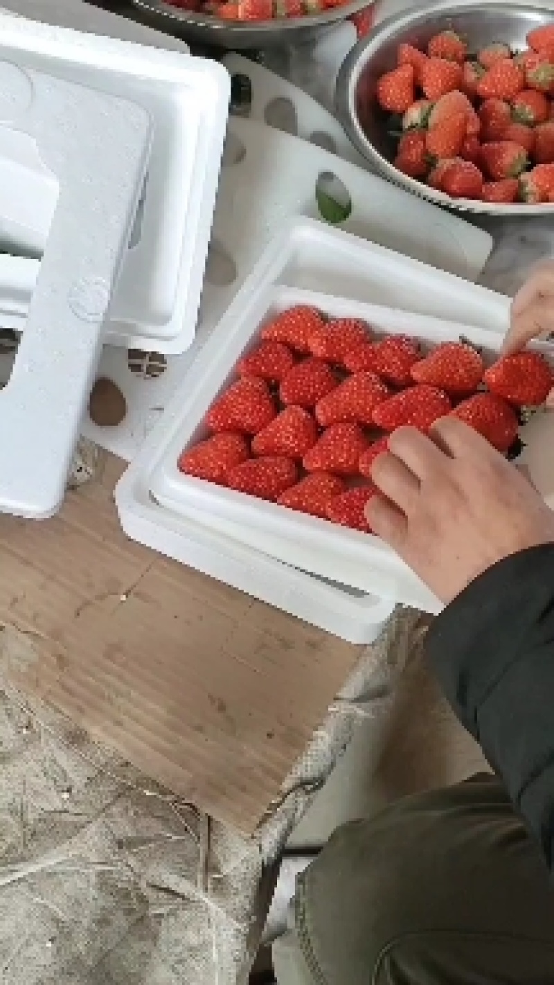 {诚信商家}久久草莓甜果，产地鲜货直发，量大价优