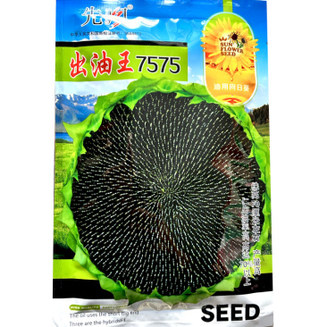 出油王7575油葵种子抗倒大弯头高油耐旱油葵种籽葵花籽高