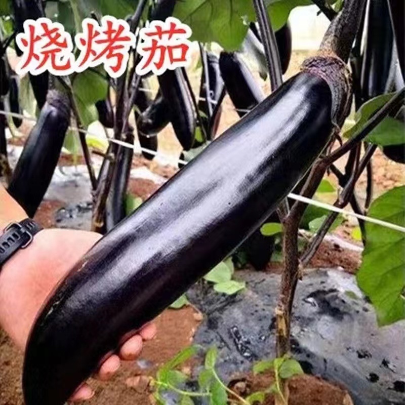茄子苗【长茄苗】保成活，专业售后，可发往全国市场！