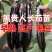 茄子苗【长茄苗】保成活，专业售后，可发往全国市场！