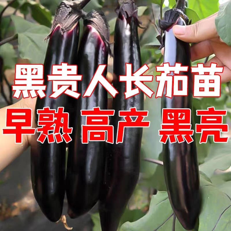 茄子苗【长茄苗】保成活，专业售后，可发往全国市场！