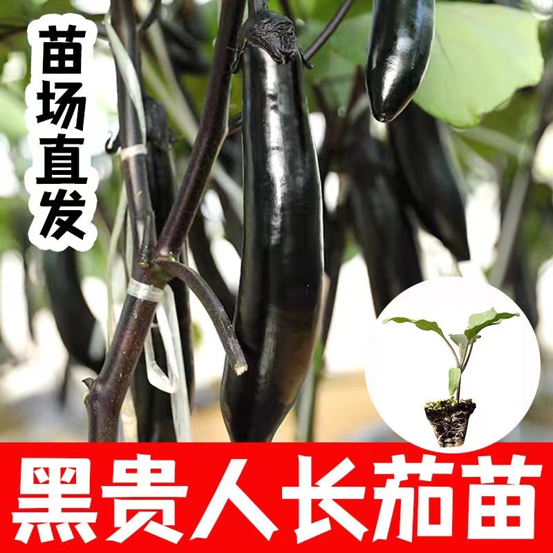 茄子苗【长茄苗】保成活，专业售后，可发往全国市场！