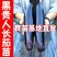 茄子苗【长茄苗】保成活，专业售后，可发往全国市场！