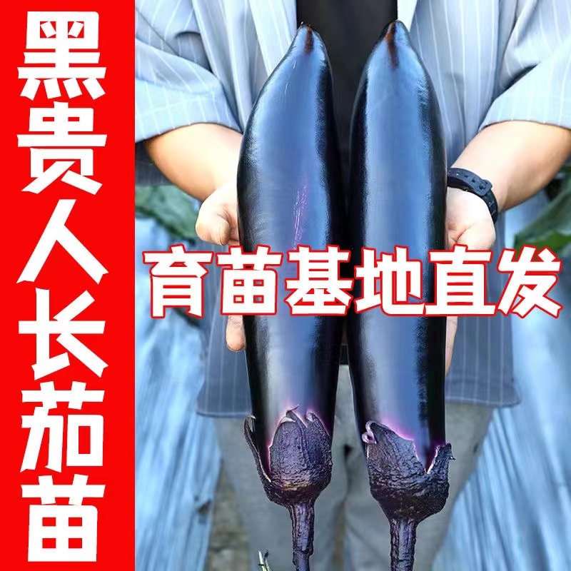 茄子苗【长茄苗】保成活，专业售后，可发往全国市场！