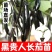 茄子苗【长茄苗】保成活，专业售后，可发往全国市场！