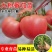 【番茄苗】基地实力出货诚信经营，客户至上！支持视频看货