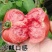 【番茄苗】基地实力出货诚信经营，客户至上！支持视频看货