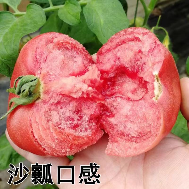 【番茄苗】基地实力出货诚信经营，客户至上！支持视频看货