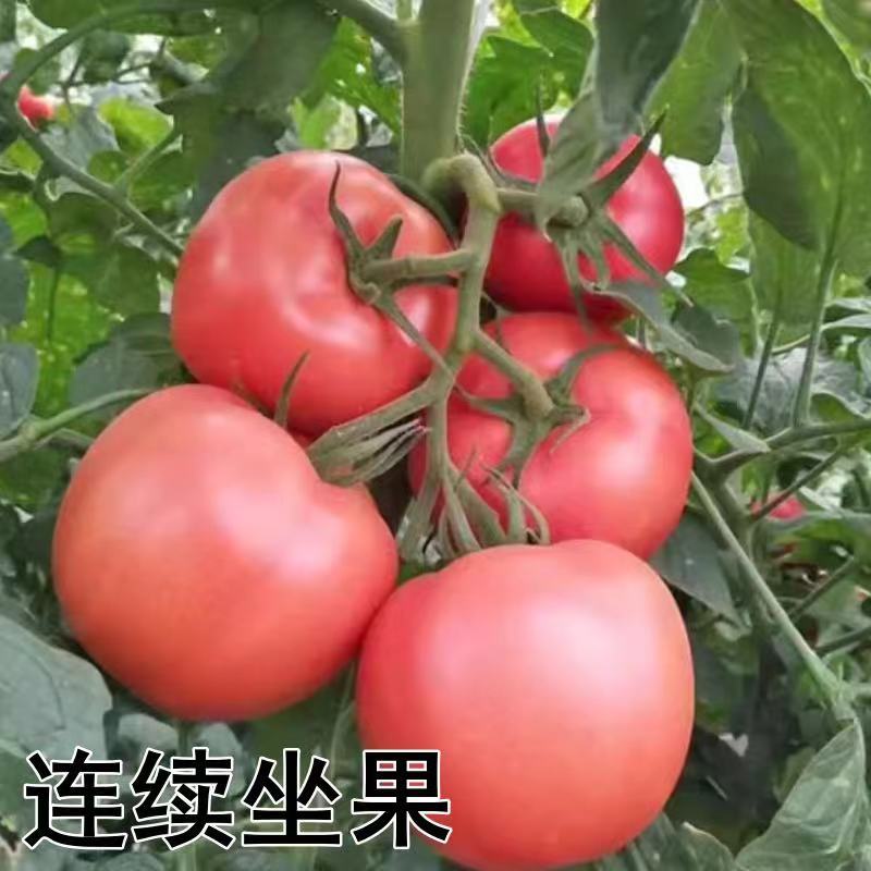 【番茄苗】基地实力出货诚信经营，客户至上！支持视频看货