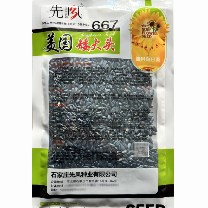 矮大头油葵种子美国矮大头667大盘油葵籽高油高产抗病春秋