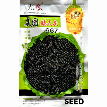 矮大头油葵种子美国矮大头667大盘油葵籽高油高产抗病春秋