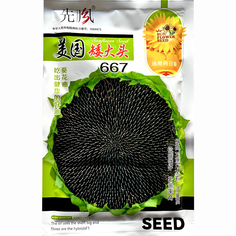 矮大头油葵种子美国矮大头667大盘油葵籽高油高产抗病春秋