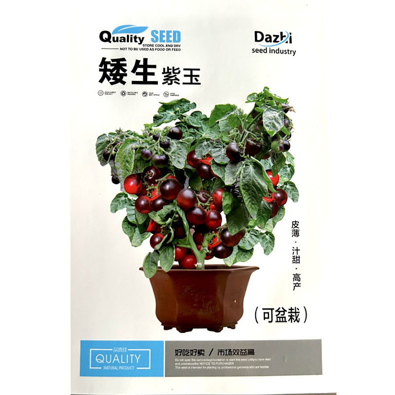 矮生紫玉皮薄汁甜高产盆栽番茄种子四季均可播种