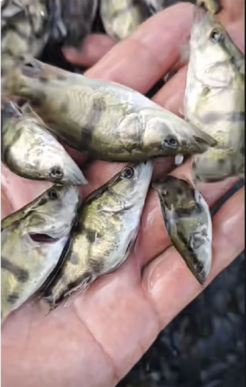 鳜鱼苗，品质保证，价格优惠，产地直发