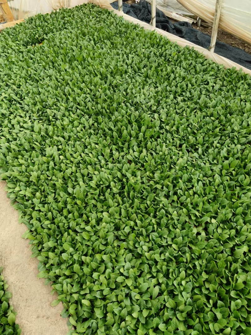 油麦菜苗根系发达成活率高菜形漂亮易管理