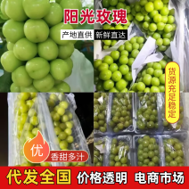 葡萄阳关玫瑰口感脆甜，硬度高亮度好，量大从优