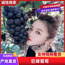 葡萄巨峰葡萄冷库货口感好不掉粒品质保障欢迎咨询