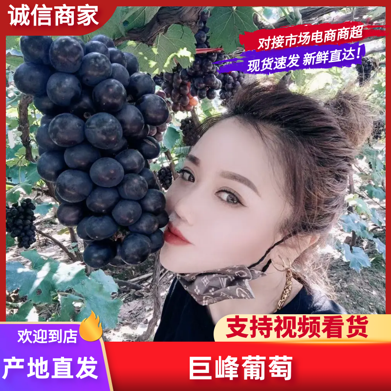 葡萄巨峰葡萄冷库货口感好不掉粒品质保障欢迎咨询