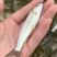 青鱼苗，青龙棒，川华鲮，天贵渔业，品质保证