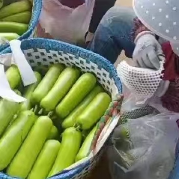精品蒲瓜瓠瓜产地直发保质保量包上车欢迎致电咨询