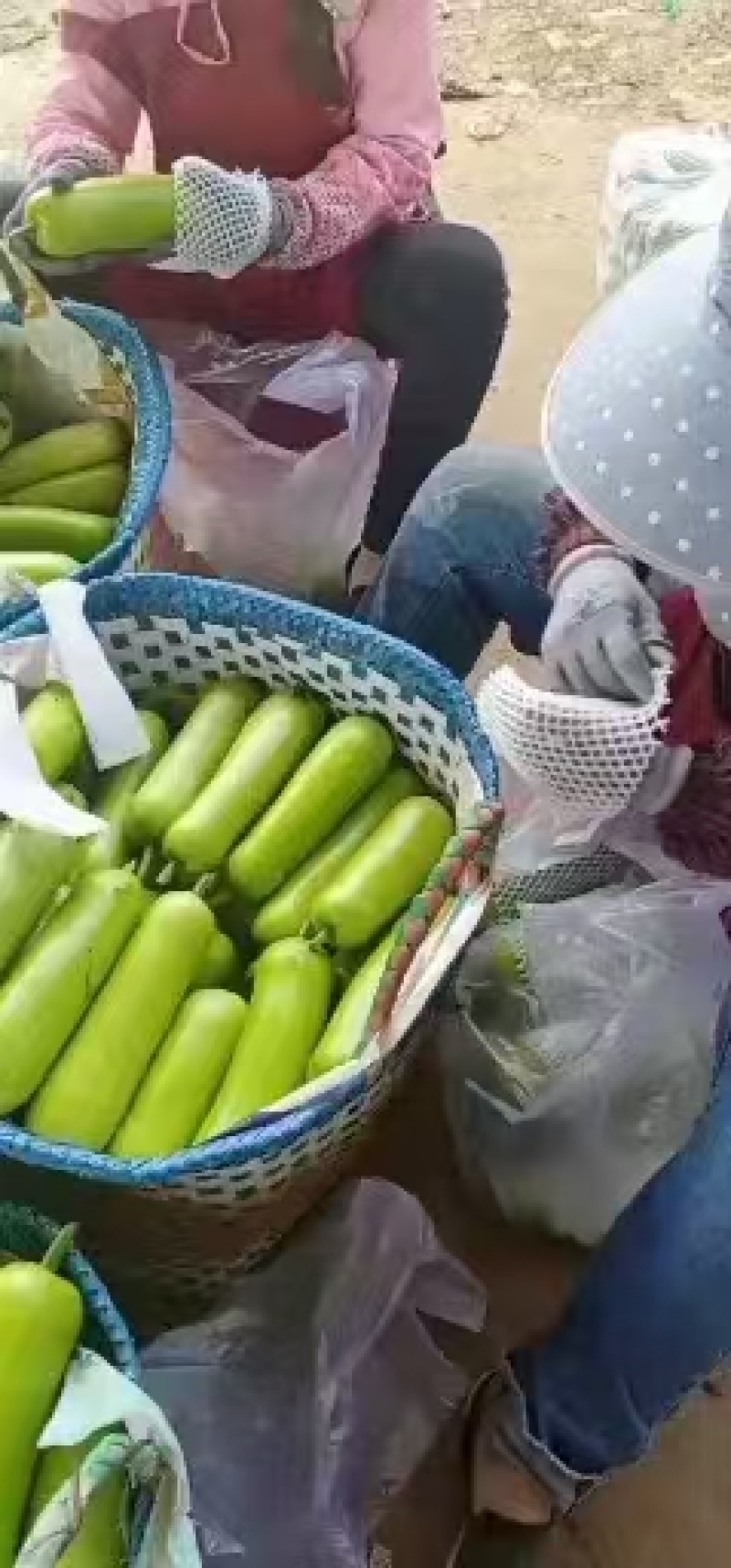 精品蒲瓜瓠瓜产地直发保质保量包上车欢迎致电咨询