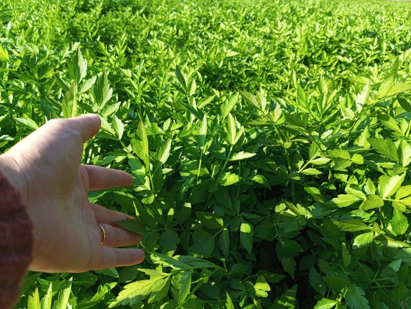 场地有一万二千颗妃子笑和白糖罂荔枝苗，欢迎打电话订购荔枝苗
