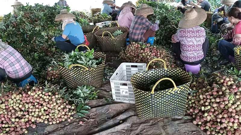 精品荔枝大量有货品质保证量大从优欢迎选购